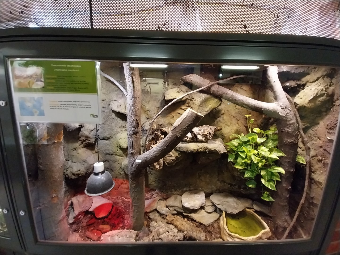 Egzotarium - Checkered Gartersnake (Thamnophis marcianus)