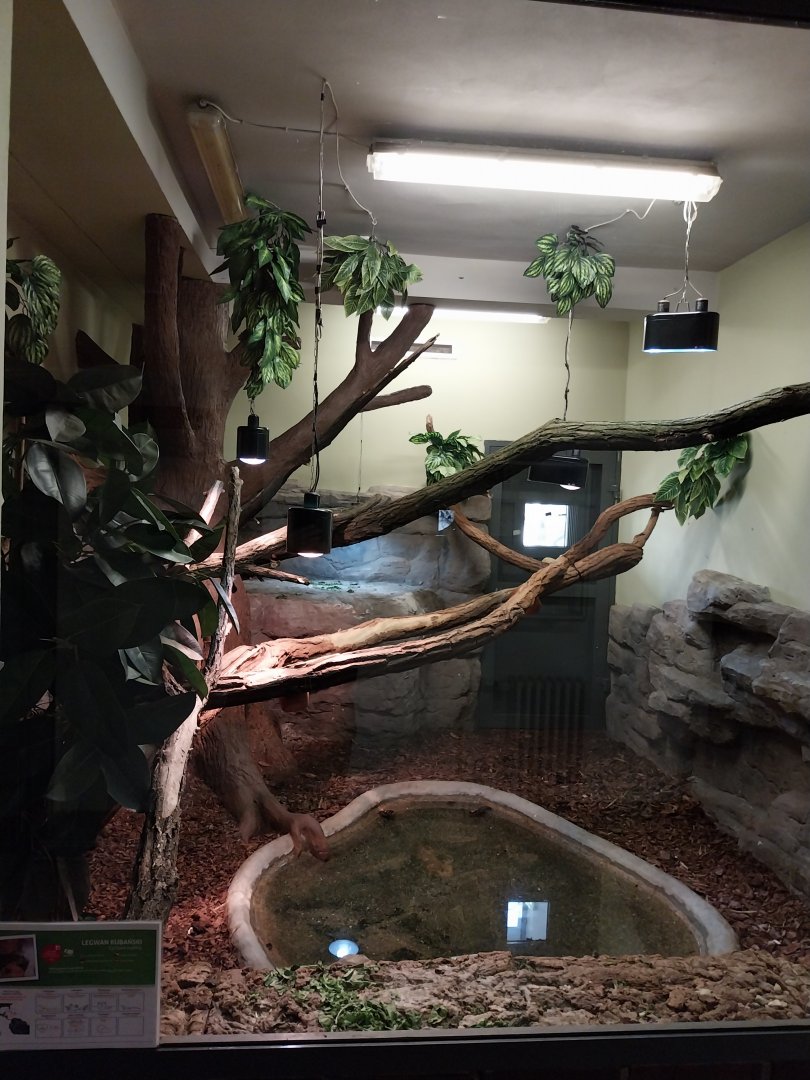 Egzotarium - Cuban Iguana (Cyclura nubila nubila)