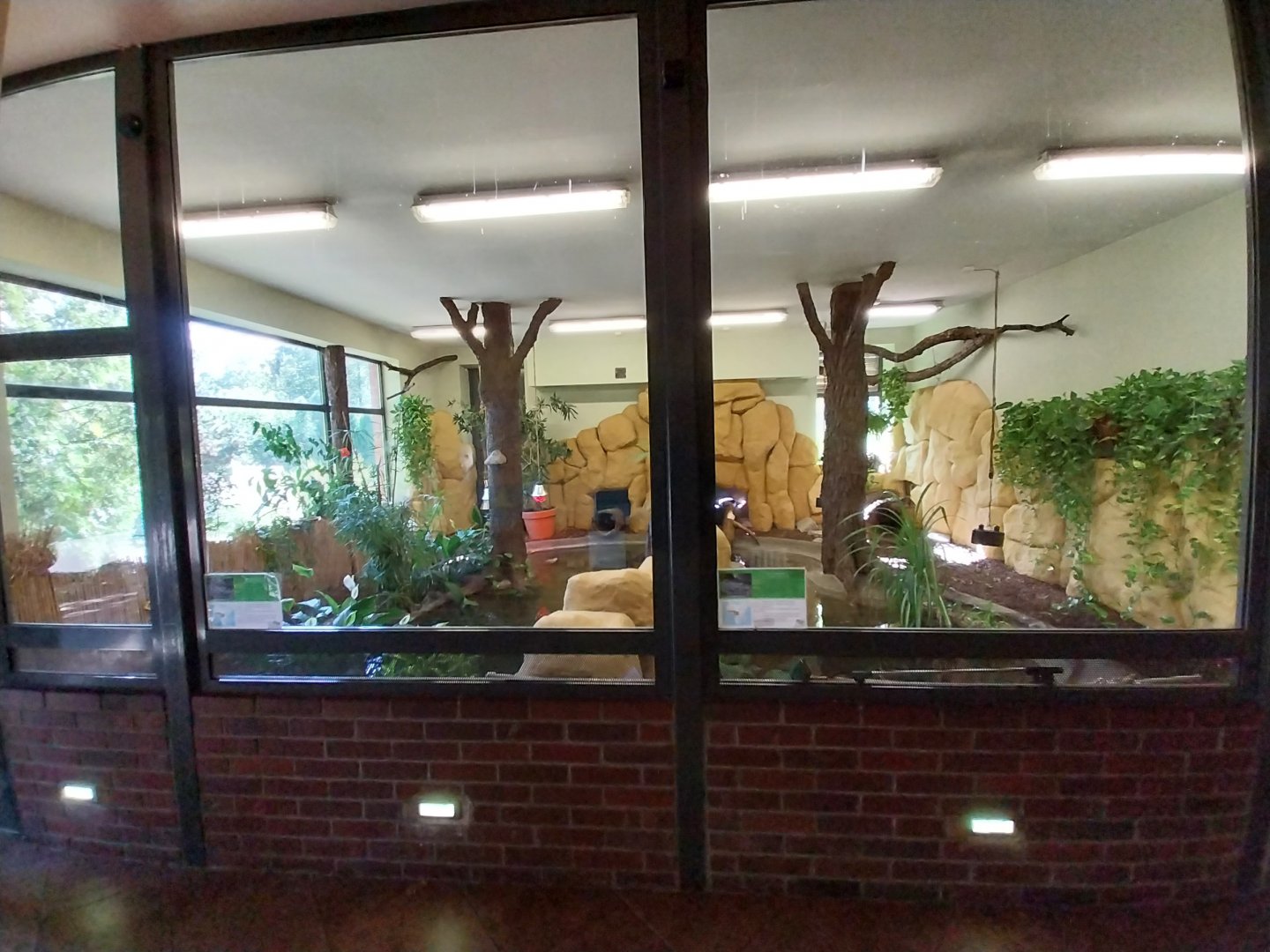 Egzotarium - Dwarf Crocodile (Osteolaemus tetraspis tetraspis)