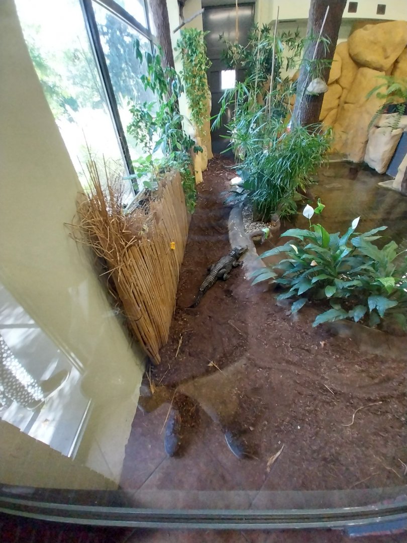 Egzotarium - Dwarf Crocodile (Osteolaemus tetraspis tetraspis)