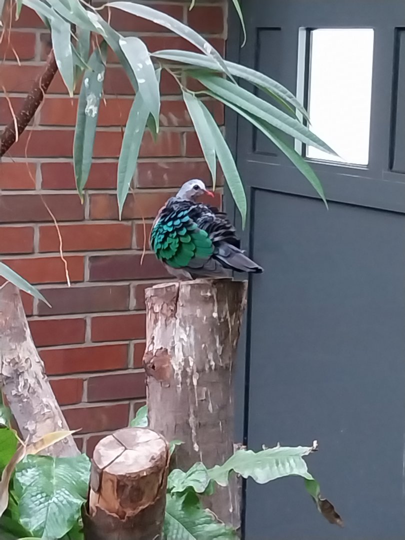 Egzotarium - Grey-capped Emerald Dove (Chalcophaps indica)