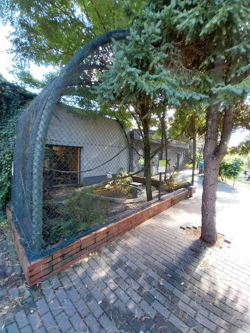 Egzotarium - Laughing Kookaburra (Dacelo novaeguineae)