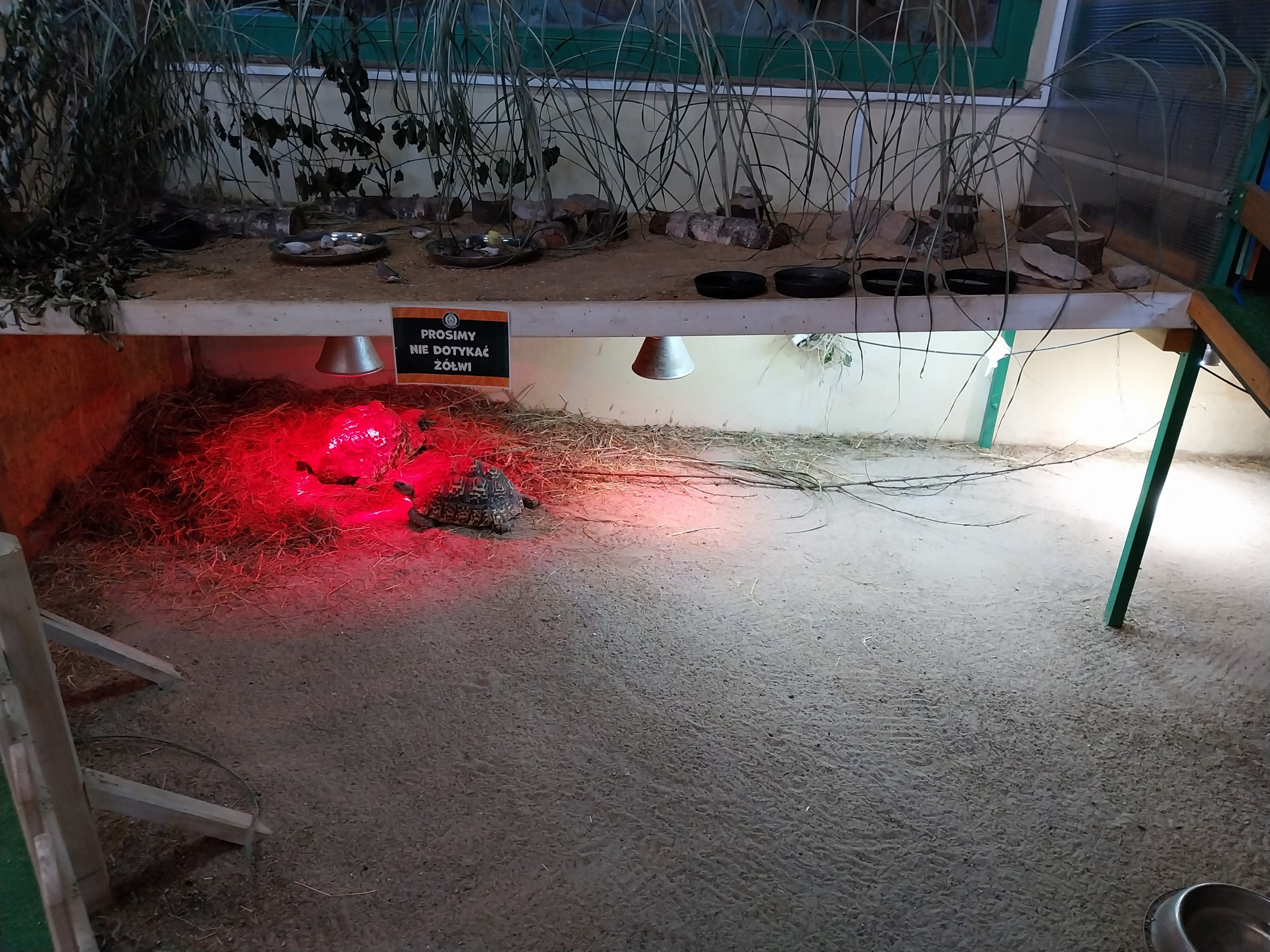 Egzotarium - Leopard Tortoise (Stigmochelys pardalis)