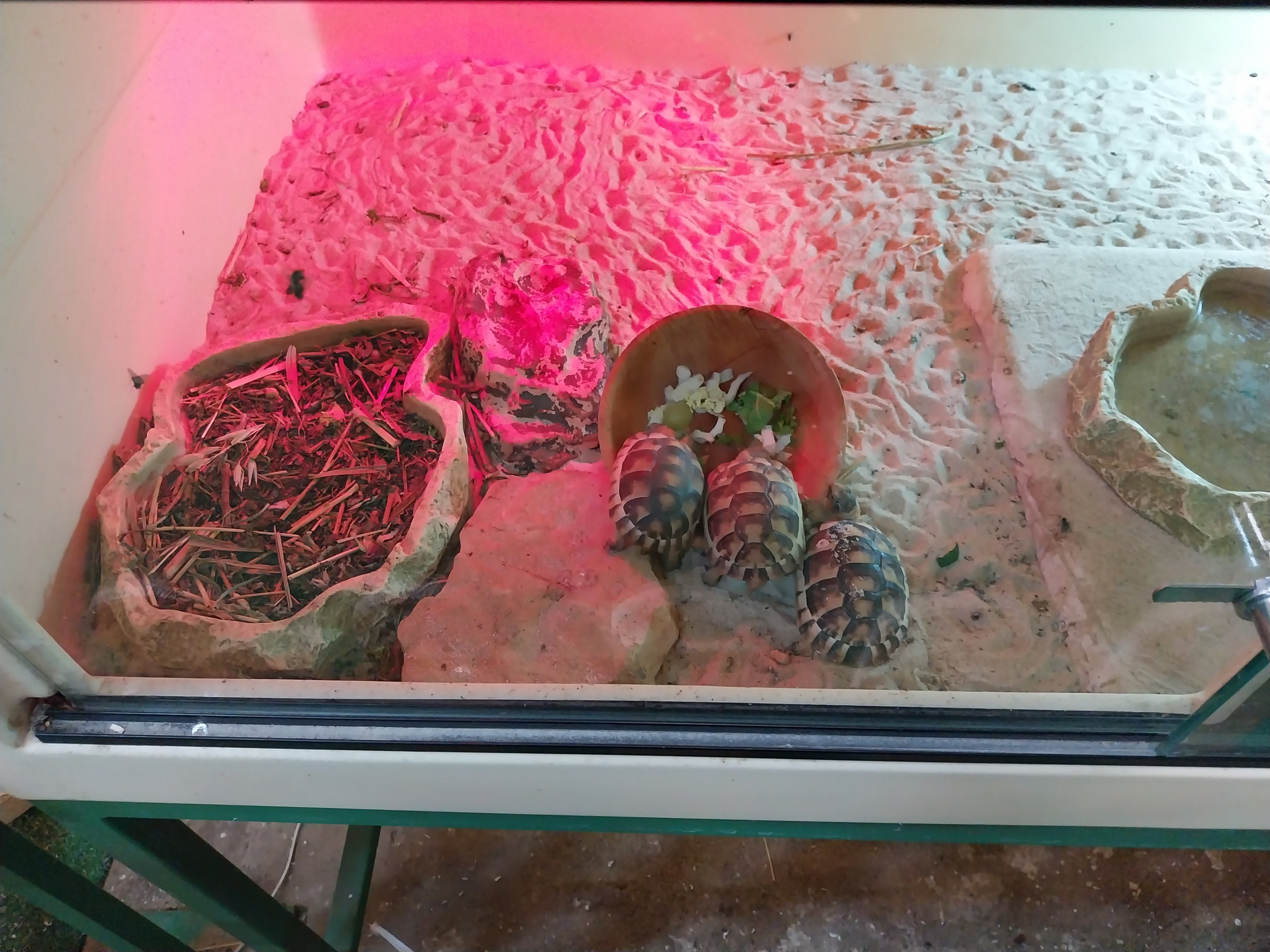 Egzotarium - Marginated Tortoise (Testudo marginata) and Yellow-footed Tortoise (Geochelone denticulata)