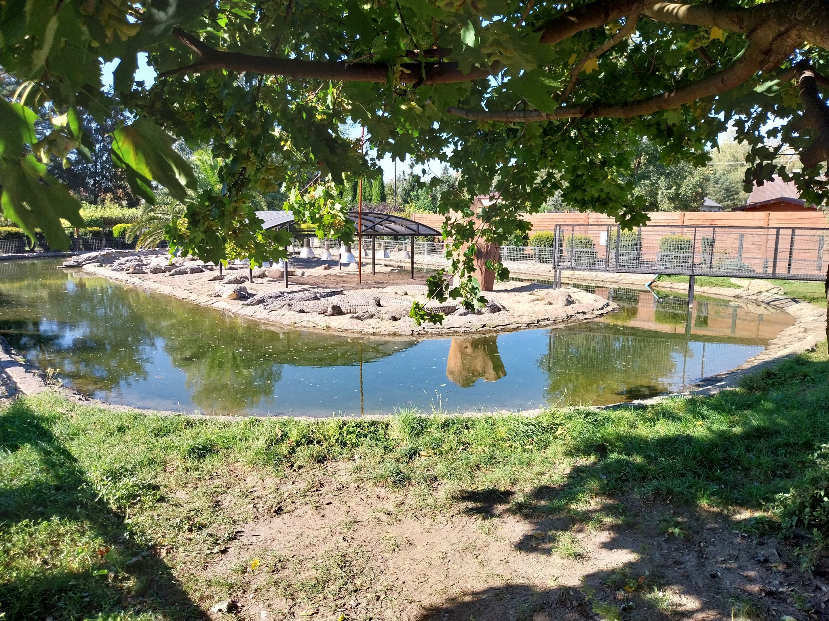 Egzotarium - Nile Crocodile (Crocodylus niloticus)