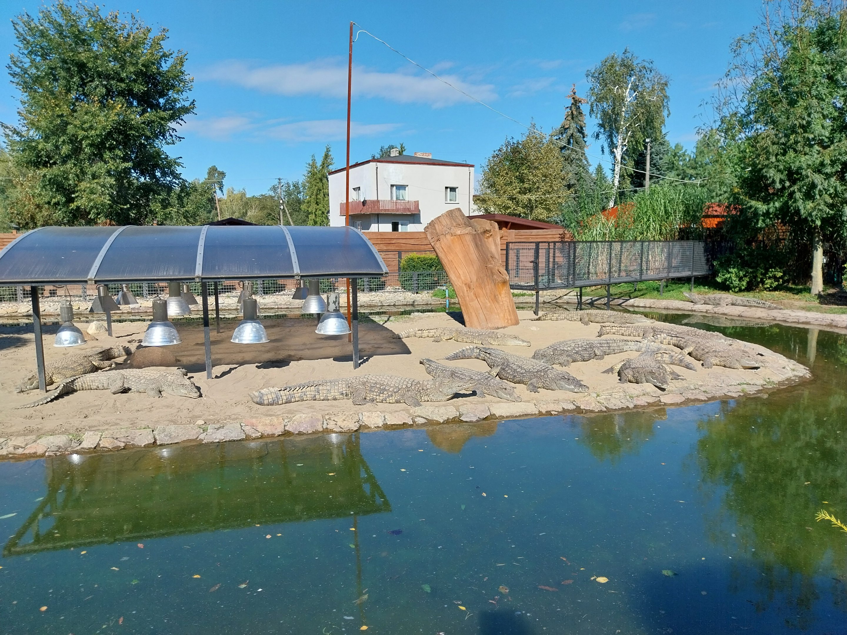 Egzotarium - Nile Crocodile (Crocodylus niloticus)