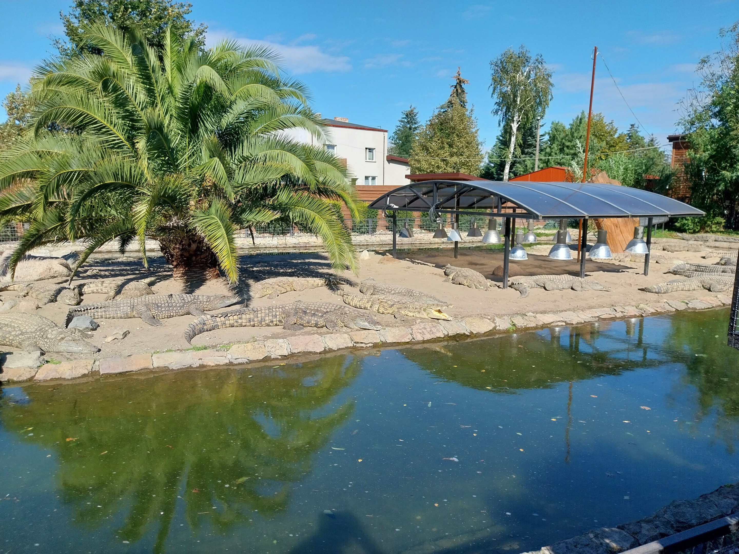 Egzotarium - Nile Crocodile (Crocodylus niloticus)