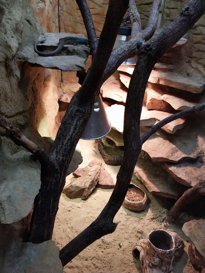 Egzotarium - North African Ocellated Lizard (Timon Pater)