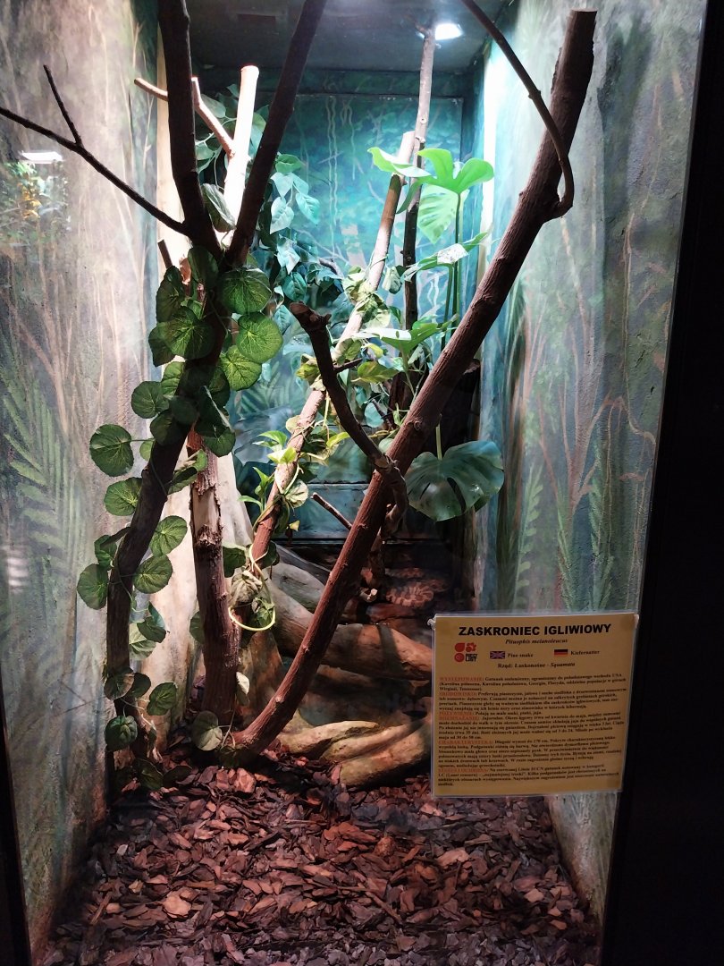 Egzotarium - Pine Snake (Pituophis melanoleucus)