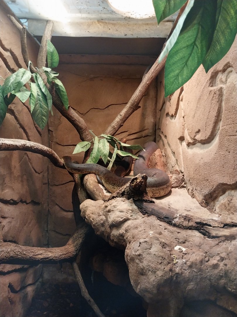 Egzotarium -  Python (Liasis Mackloti)