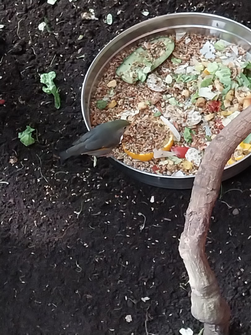 Egzotarium - Red-billed Leiothrix (Leiothrix lutea)