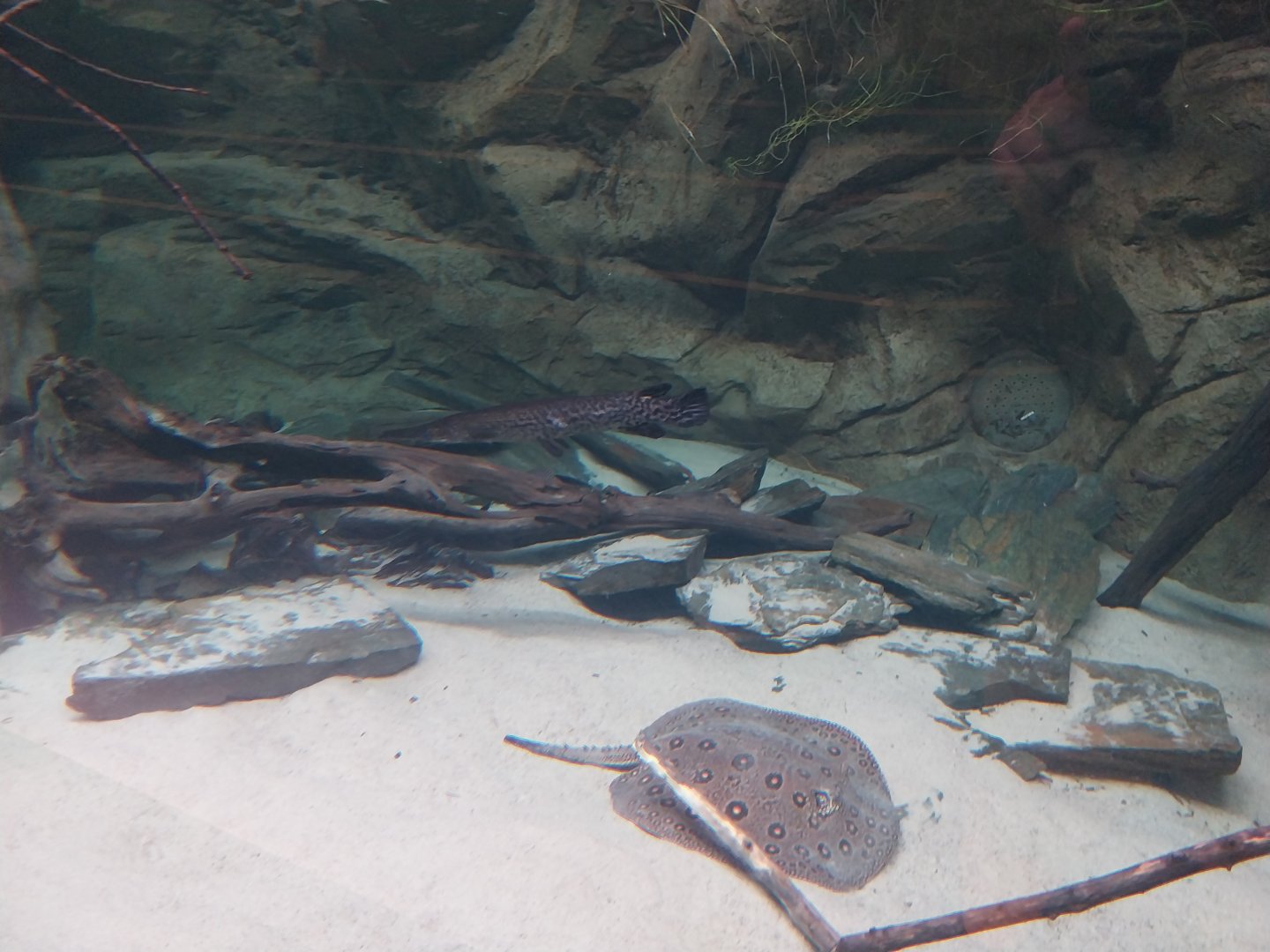 Egzotarium Sosnowiec - Alligator Gar (Atractosteus spatula) and Ocellate River Stingray (Potamotrygon motoro)