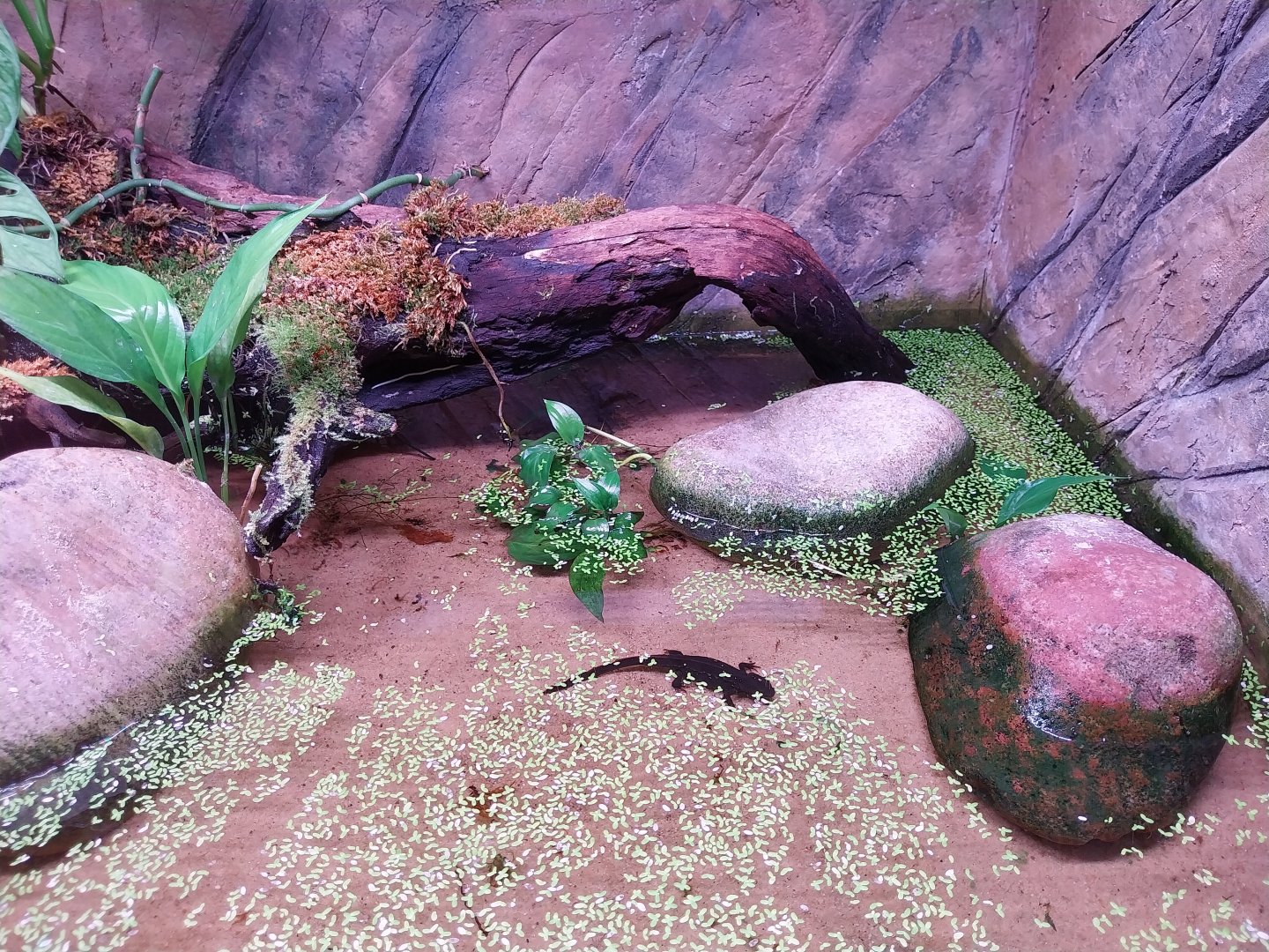 Egzotarium Sosnowiec - Amami Sword-tailed newt (Cynops ensicauda ensicauda)