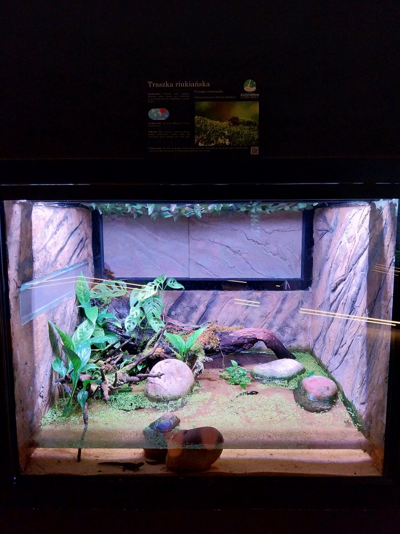 Egzotarium Sosnowiec - Amami Sword-tailed newt terrarium