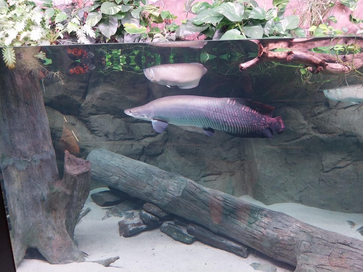 Egzotarium Sosnowiec - Amazon aquarium - Arapaima (Arapaima gigas) and Silver arowana (Osteoglossum bicirrhosum)