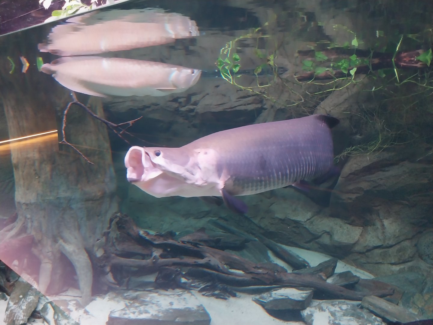 Egzotarium Sosnowiec - Amazon aquarium - Silver Arowana (Osteoglossum bicirrhosum)
