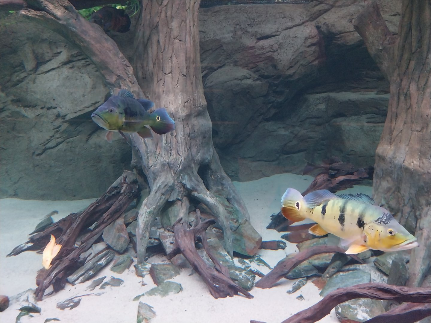 Egzotarium Sosnowiec - Amazon aquarium - Tucanare Peacocl Bass (Cichla monoculus)