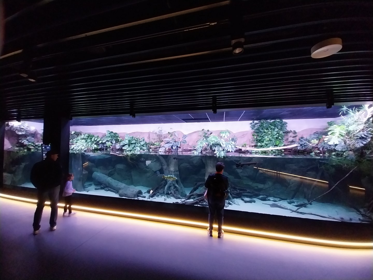 Egzotarium Sosnowiec - Amazon aquarium