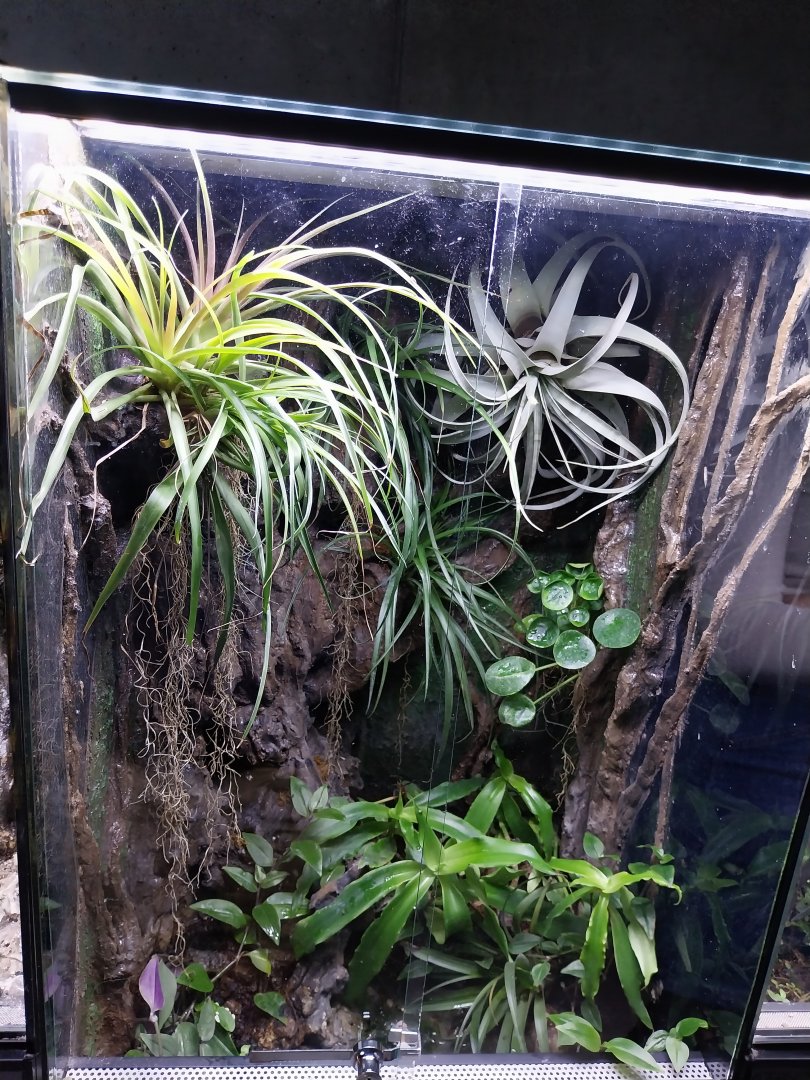 Egzotarium Sosnowiec - Anthonys poison-arrow frog or Phantasmal Poison frog terrarium