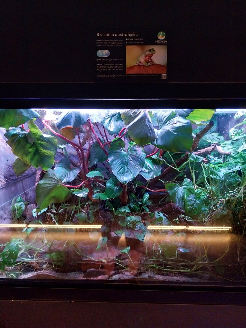 Egzotarium Sosnowiec - Australian Green Tree Frog (Ranoidea caerulea)