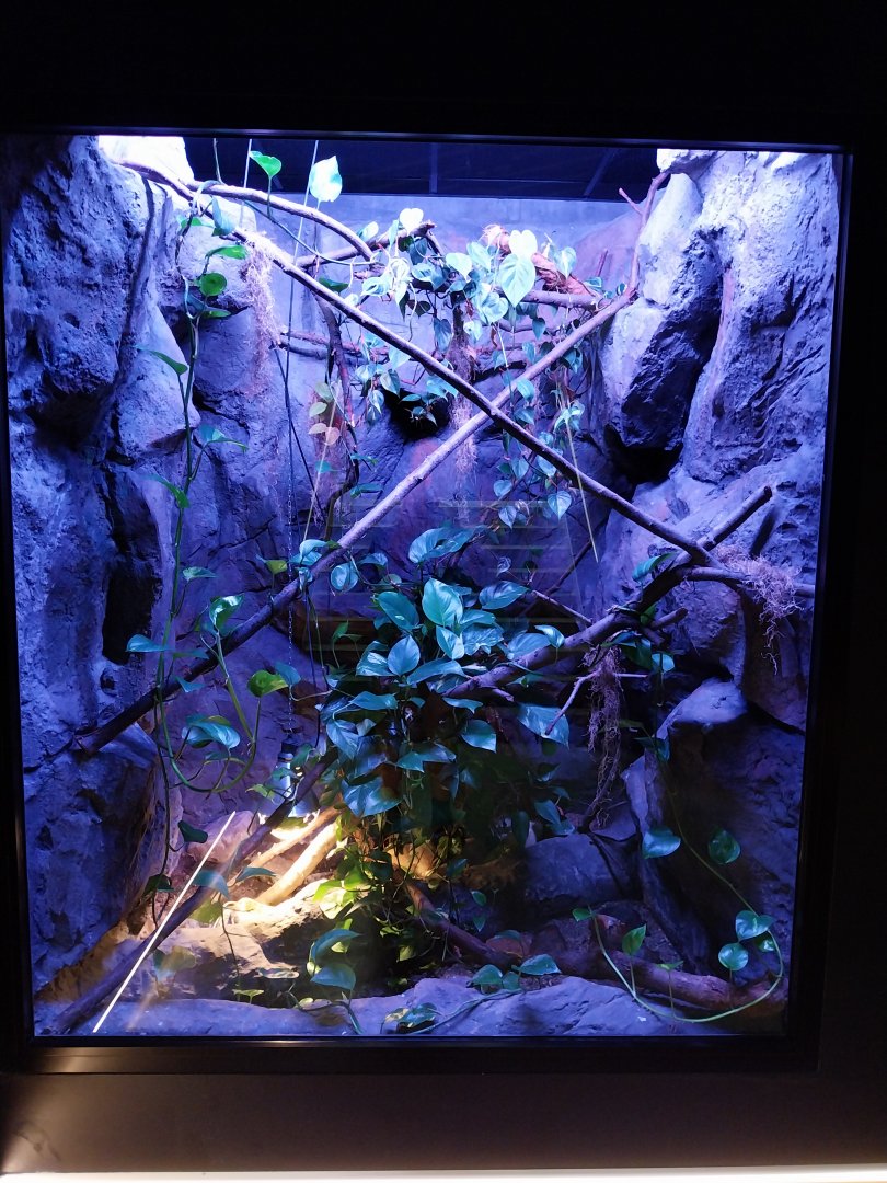 Egzotarium Sosnowiec - Beauty Rat Snake (Elaphe taeniura)