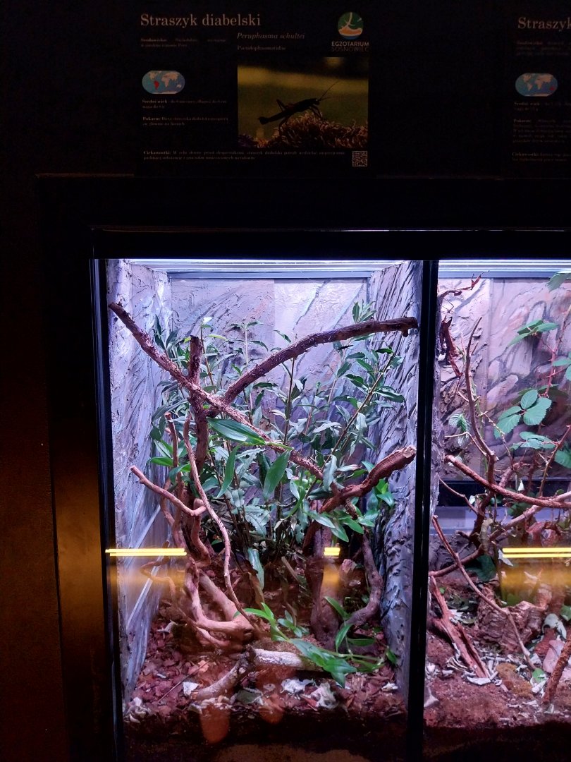 Egzotarium Sosnowiec - Black Beauty Stick Insect (Peraphasma schulteri)