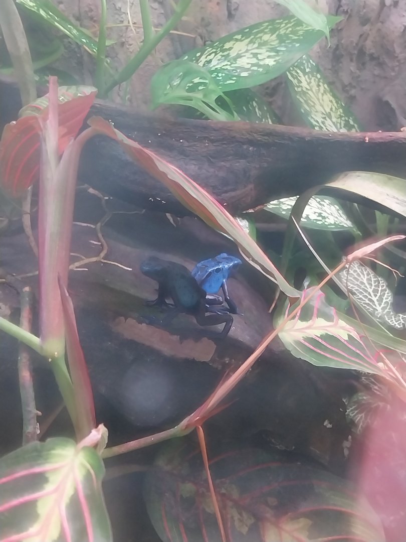 Egzotarium Sosnowiec - Blue Poison Dart Frog (Dendrobates tinctorius var. 'Azureus')