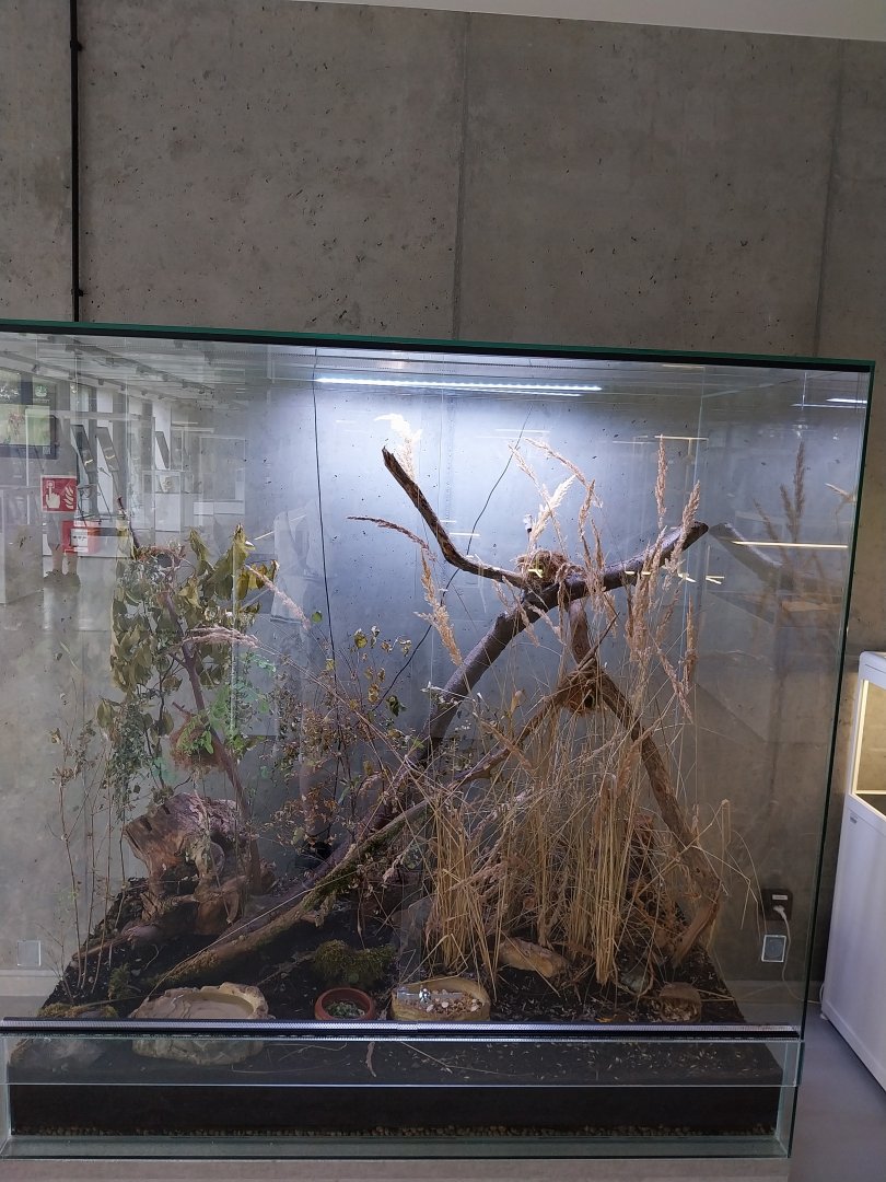 Egzotarium Sosnowiec - Cafetaria - Eurasian Harvest Mouse (Micromys minutus) exhibit