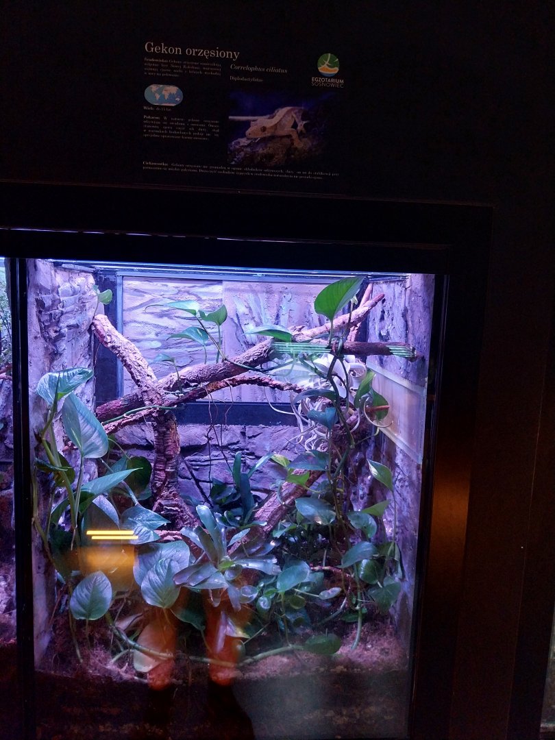 Egzotarium Sosnowiec - Creste Gecko (Correlophus ciliatus) exhibit