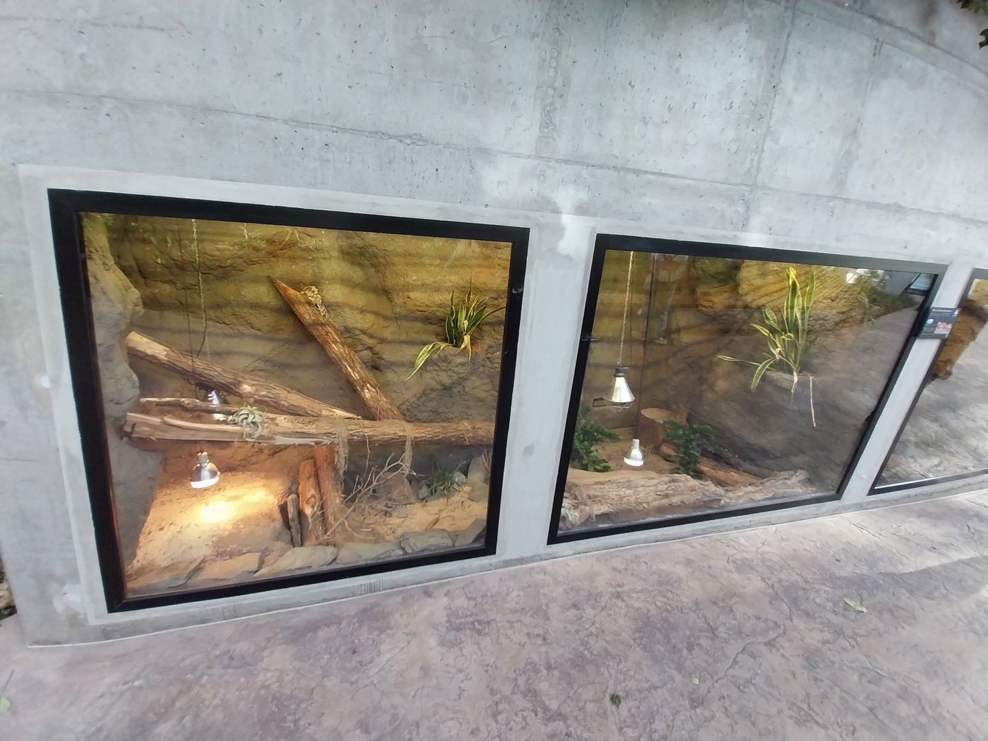 Egzotarium Sosnowiec - Desert Greenhouse - Ball Python (right) and Spiny-tailed Monitor (left) exhibits