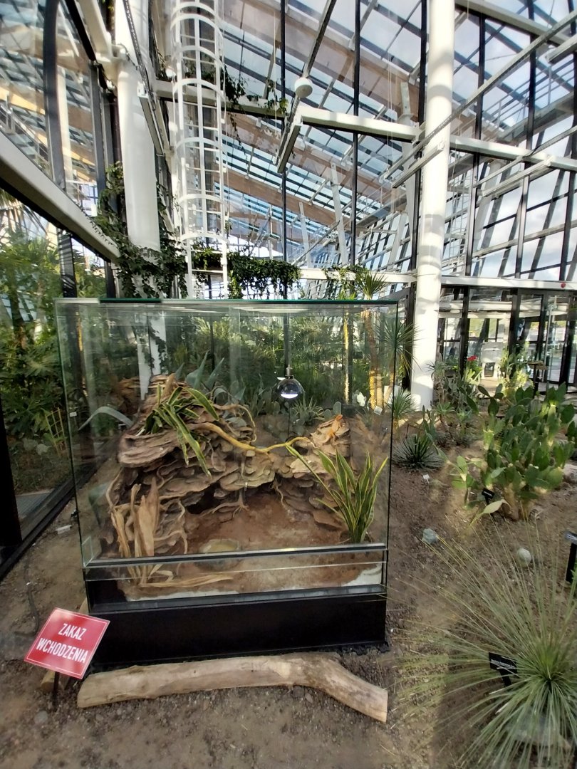 Egzotarium Sosnowiec - Desert Greenhouse - Central Bearded Dragon (Pogona vitticeps) enclosure