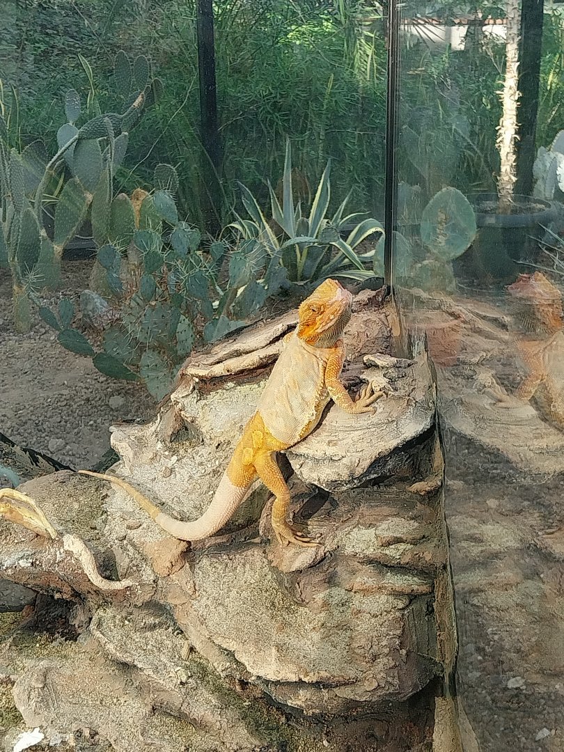 Egzotarium Sosnowiec - Desert Greenhouse - Central Bearded Dragon (Pogona vitticeps)