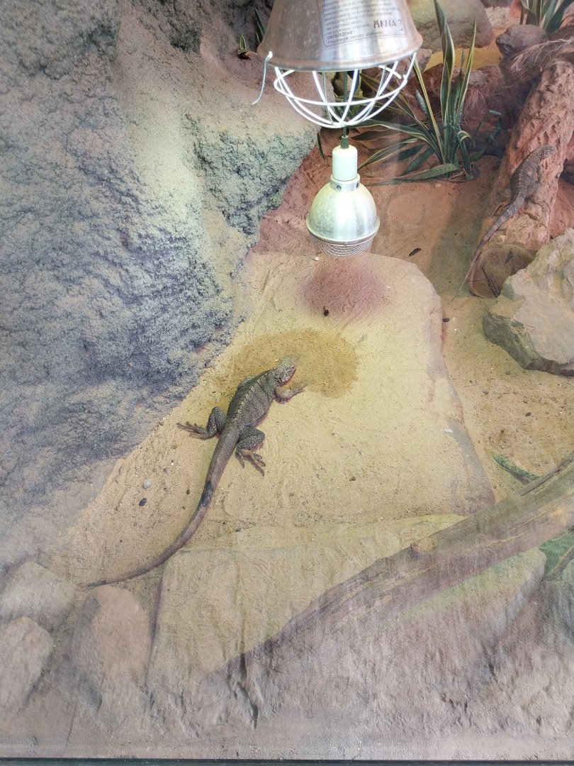 Egzotarium Sosnowiec - Desert Greenhouse - Cuban Iguana (Cyclura nubila nubila)