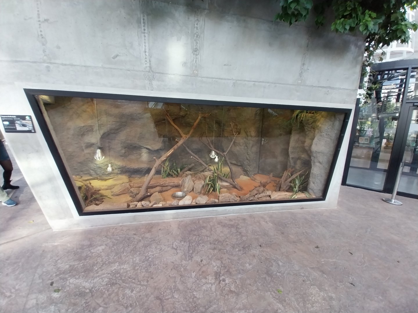 Egzotarium Sosnowiec - Desert Greenhouse - Cuban iguana exhibit