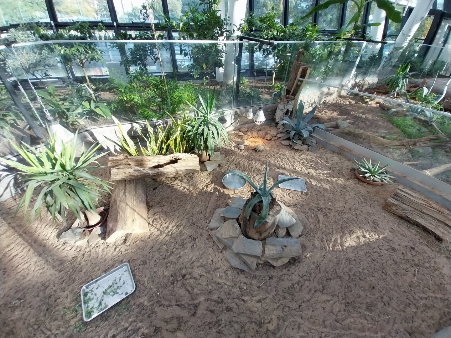 Egzotarium Sosnowiec - Desert Greenhouse - Hermann's Tortoise (Testudo hermanni) and Horsfield's Tortoise (Testudo horsfieldii) enclosure
