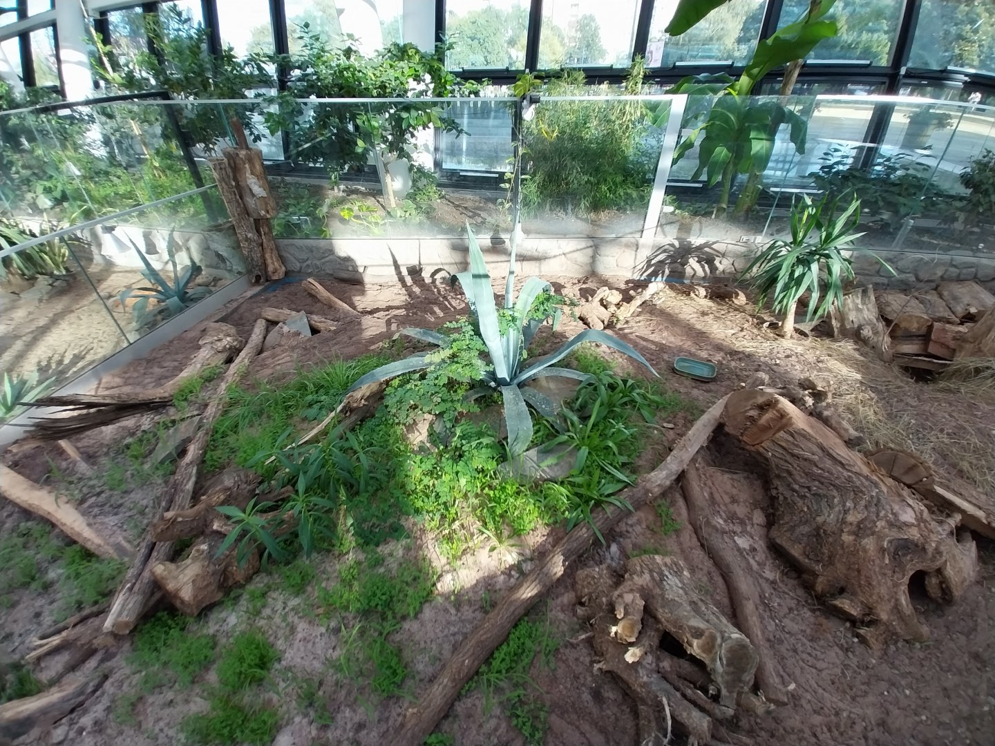 Egzotarium Sosnowiec - Desert Greenhouse - Nine-banded Armadillo (Dasypus novemcinctus) enclosure