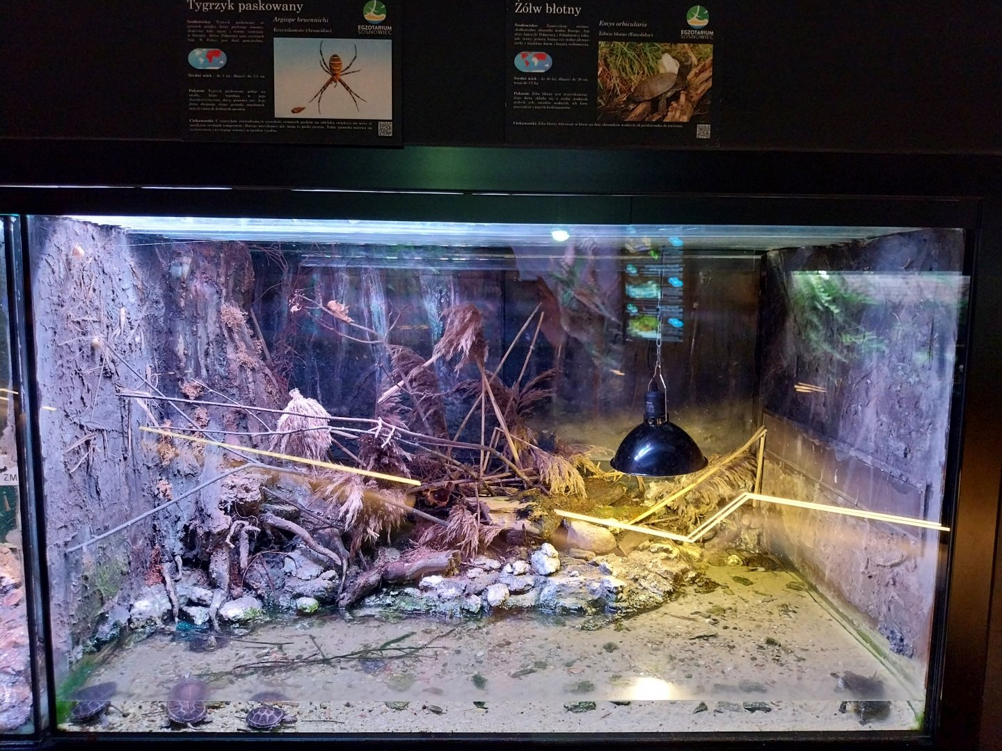 Egzotarium Sosnowiec - European Pond Turtle (Emys orbicularis) and Wasp Spider (Argiope bruennichi) exhibit