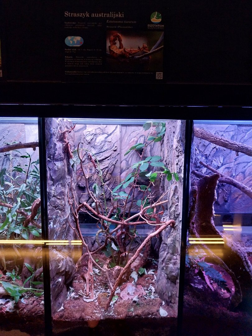 Egzotarium Sosnowiec - Giant Prickly Stick Insect (Extatosoma tiaratum)