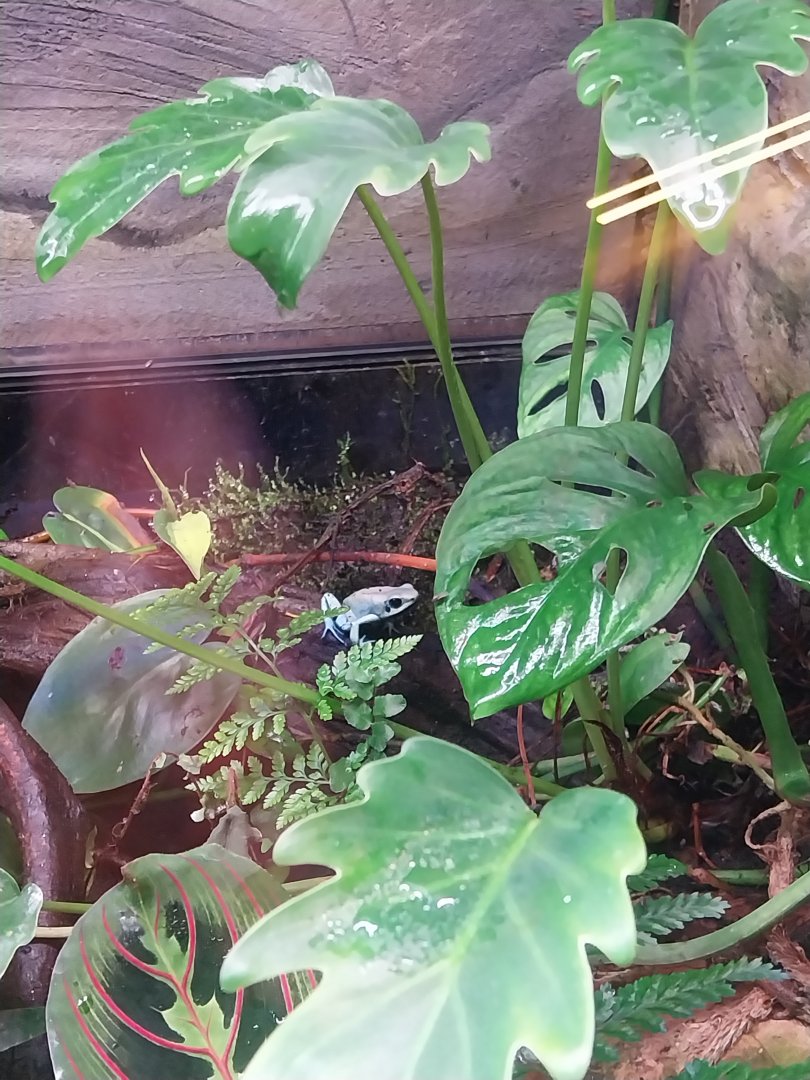 Egzotarium Sosnowiec - Golden Poison frog 'Mint green' color morph (Phyllobates terrribilis)