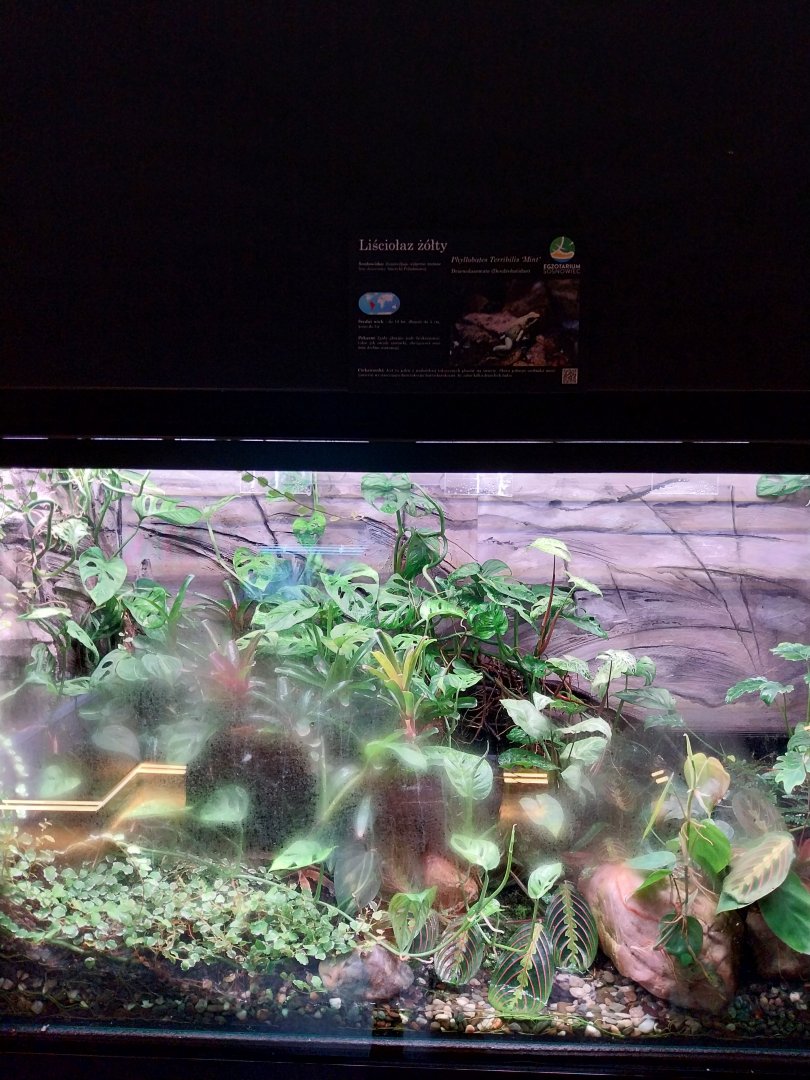 Egzotarium Sosnowiec - Golden Poison Frog (Phyllobates terribilis) exhibit