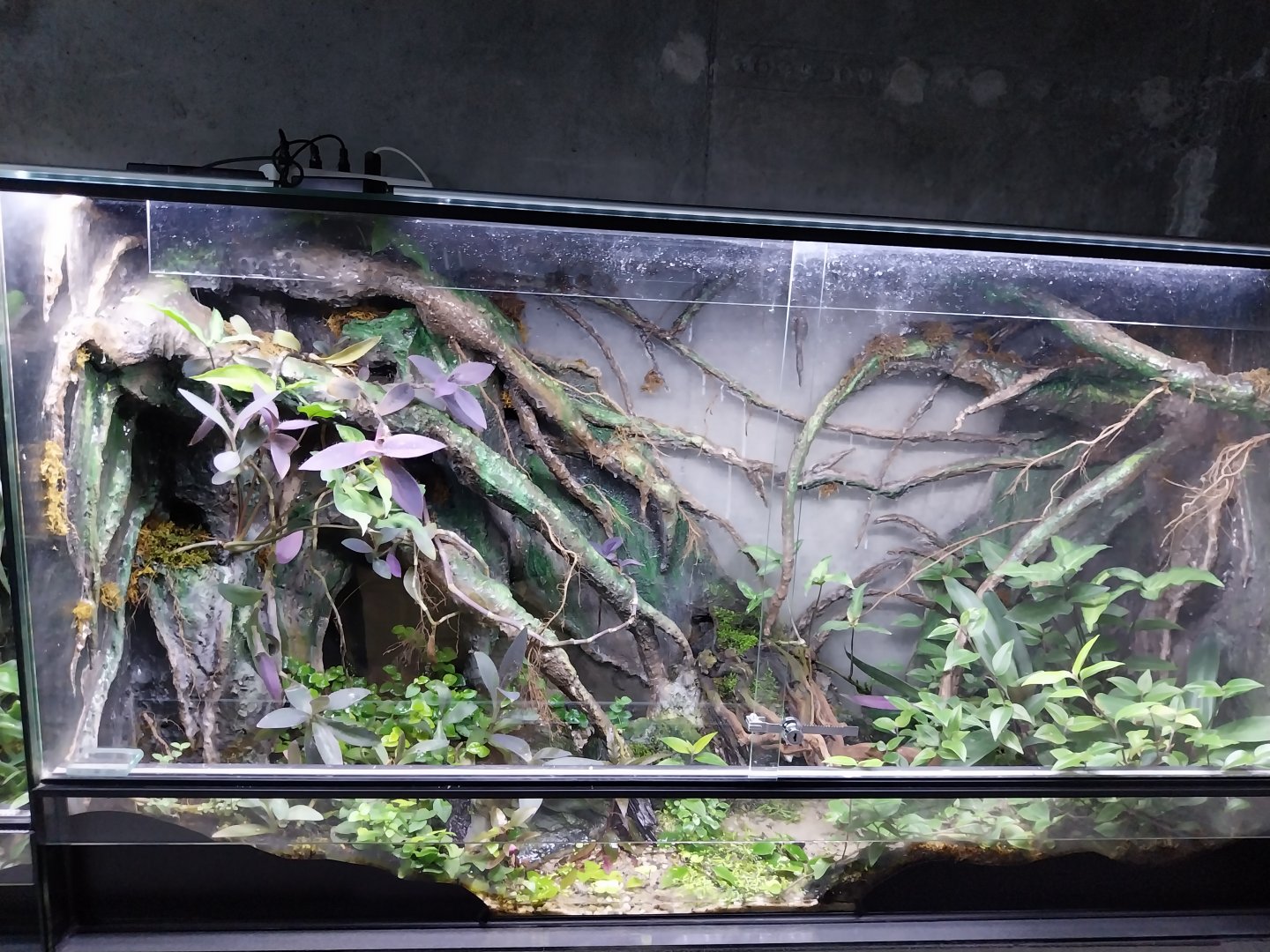 Egzotarium Sosnowiec - Green and Black Poison Dart Frog (Dendrobates auratus) terrarium