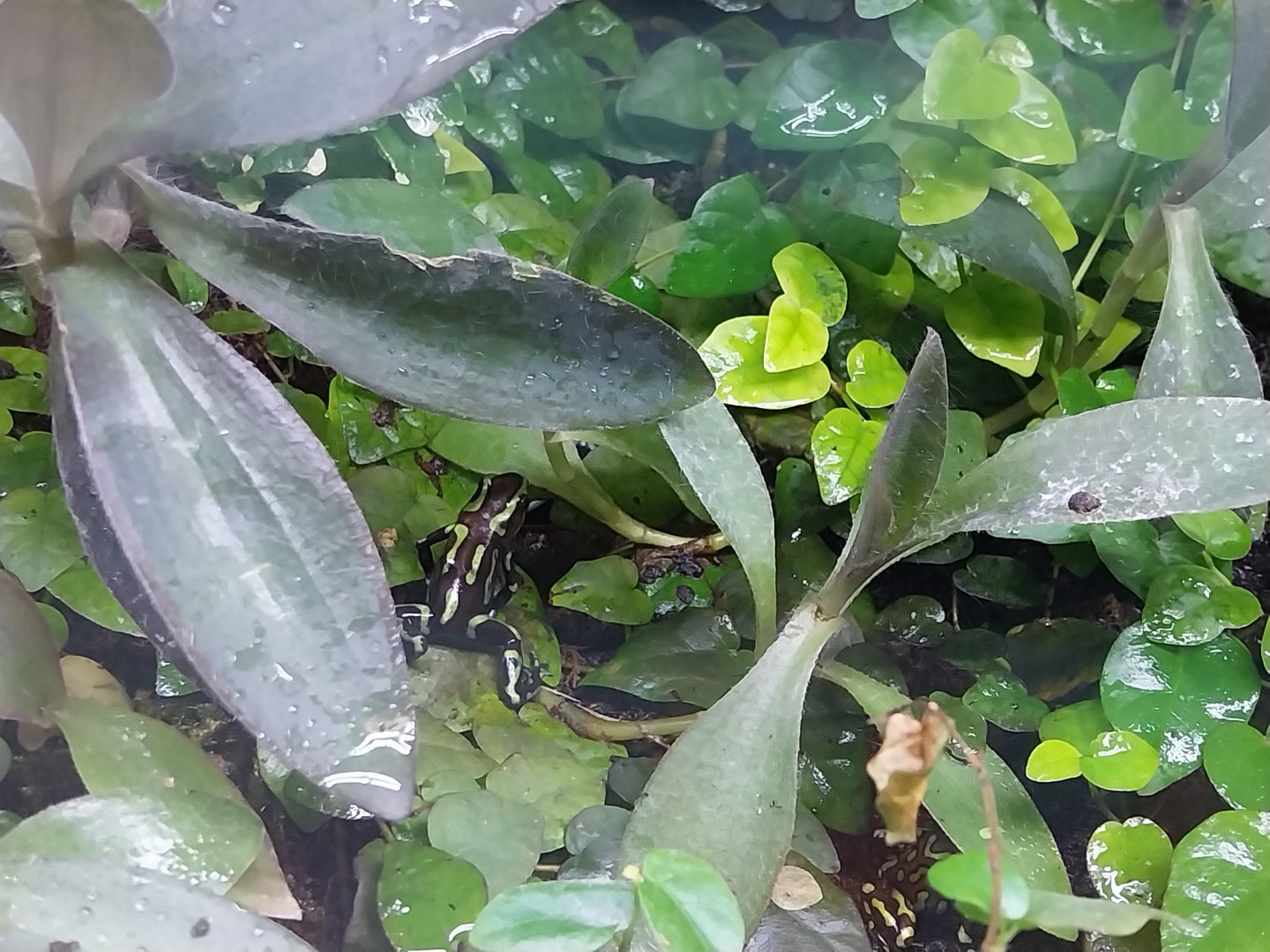 Egzotarium Sosnowiec - Green and Black Poison Dart Frog (Dendrobates auratus)