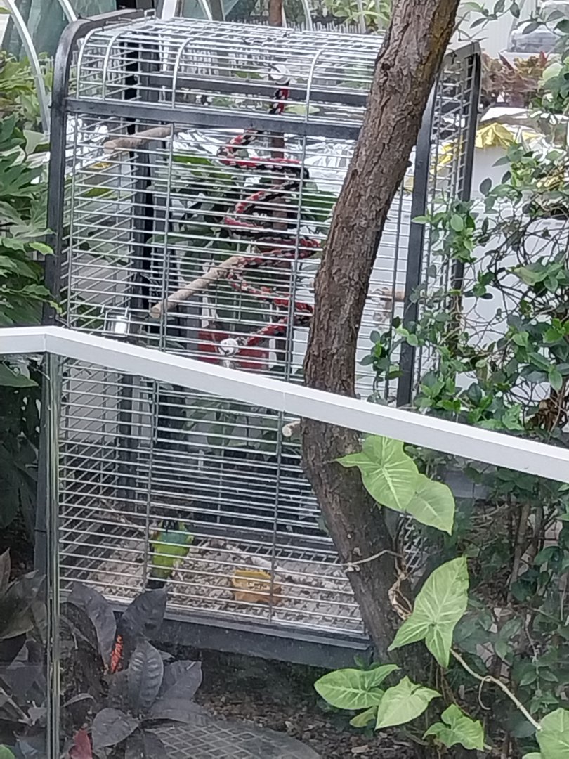 Egzotarium Sosnowiec - Mediterranean Greenhouse - Birdcage with Lovebird
