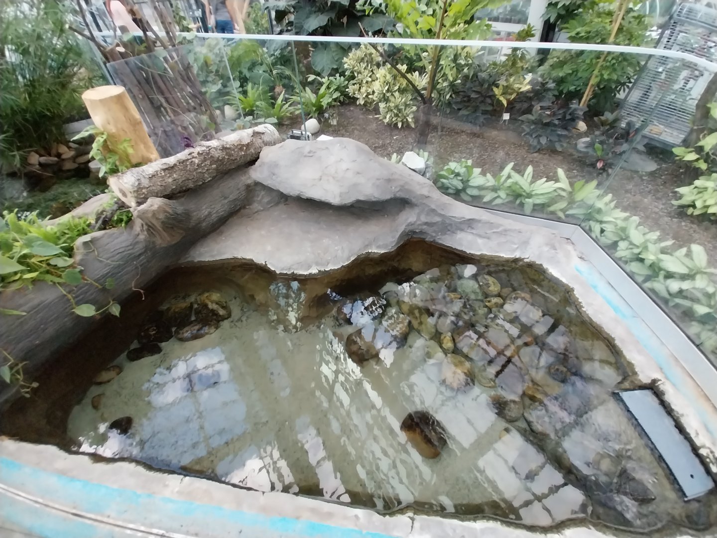 Egzotarium Sosnowiec - Mediterranean Greenhouse - Common Snapping Turtle (Chelydra serpentina) exhibit