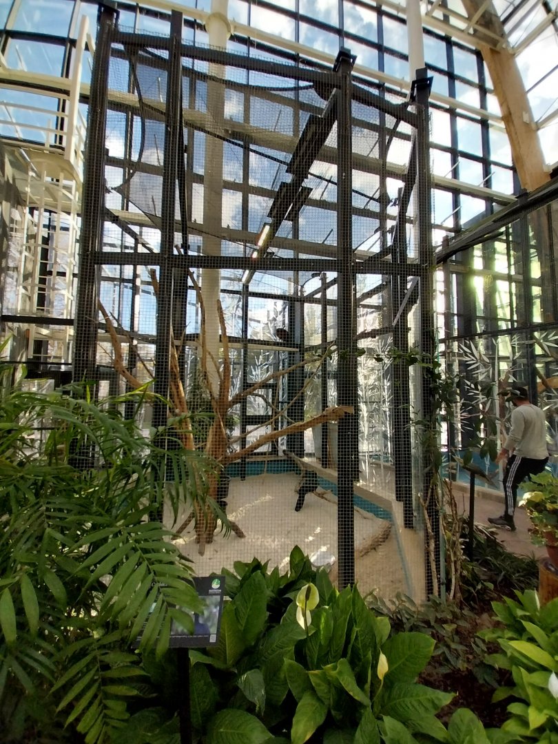 Egzotarium Sosnowiec - Mediterranean Greenhouse - Great Curassow (Crax rubra rubra) aviary