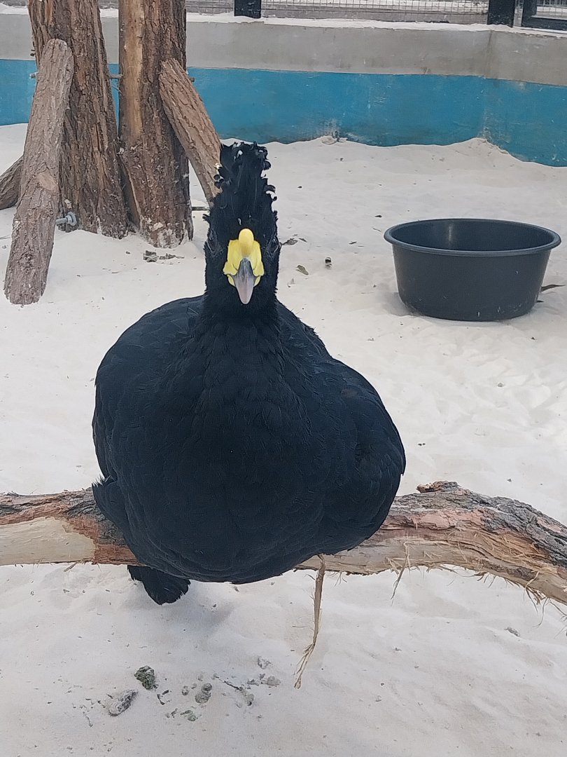 Egzotarium Sosnowiec - Mediterranean Greenhouse - Great Curassow (Crax rubra rubra)