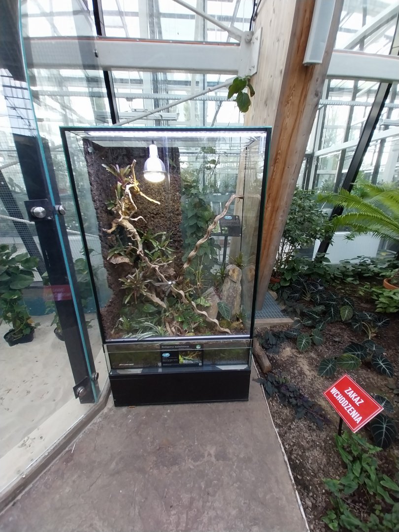 Egzotarium Sosnowiec - Mediterranean Greenhouse - Green Spiny Lizard (Sceloporus malachiticus) exhibit