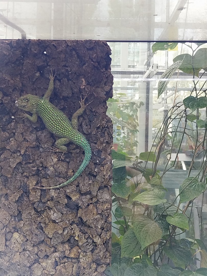 Egzotarium Sosnowiec - Mediterranean Greenhouse - Green Spiny Lizard (Sceloporus malachiticus)