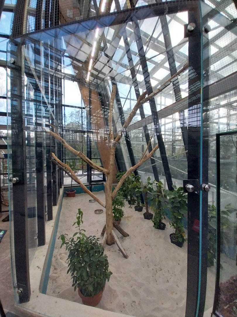 Egzotarium Sosnowiec - Mediterranean Greenhouse - Grey Parrot (Psittacus erithacus) aviary