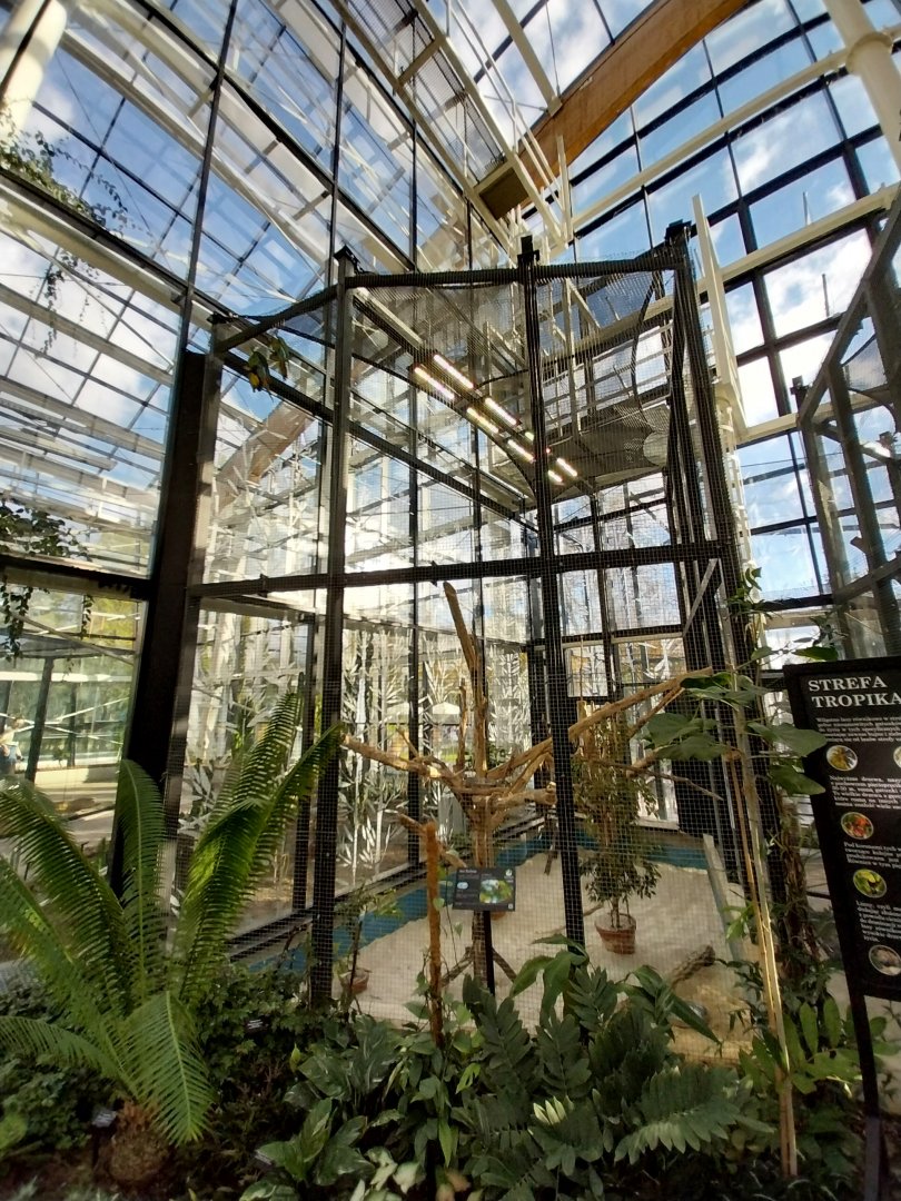 Egzotarium Sosnowiec - Mediterranean Greenhouse - Military Macaw (Ara militaris) aviary